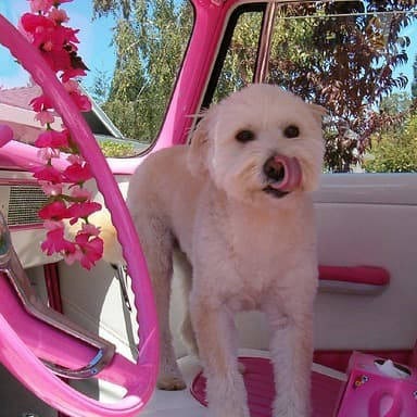 meinedesignerei webdesign bergatreute